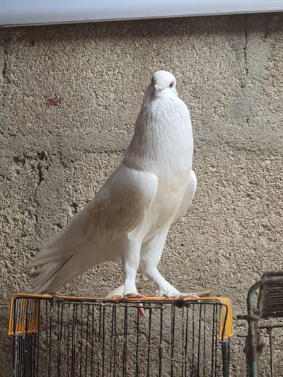 white pouter female