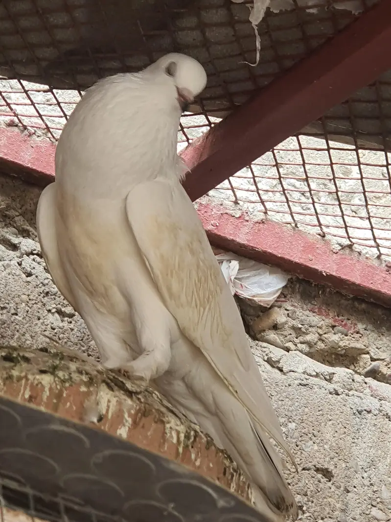 white pouter female — photo 2