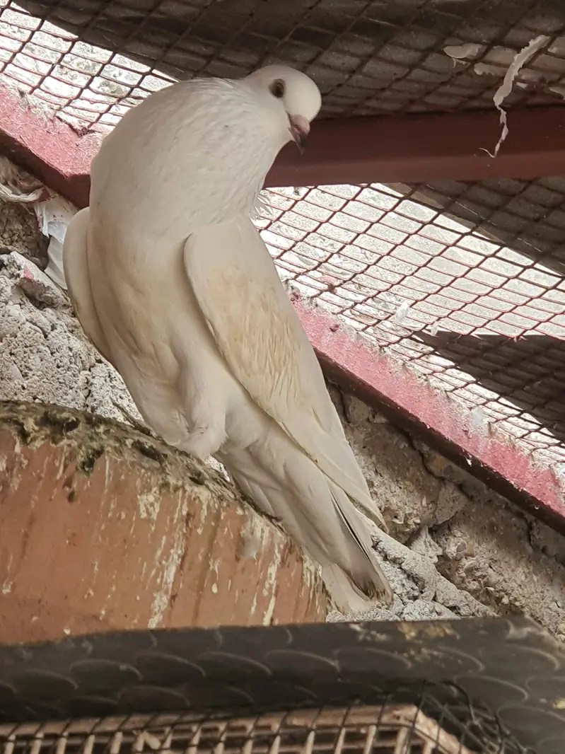 white pouter female — photo 3