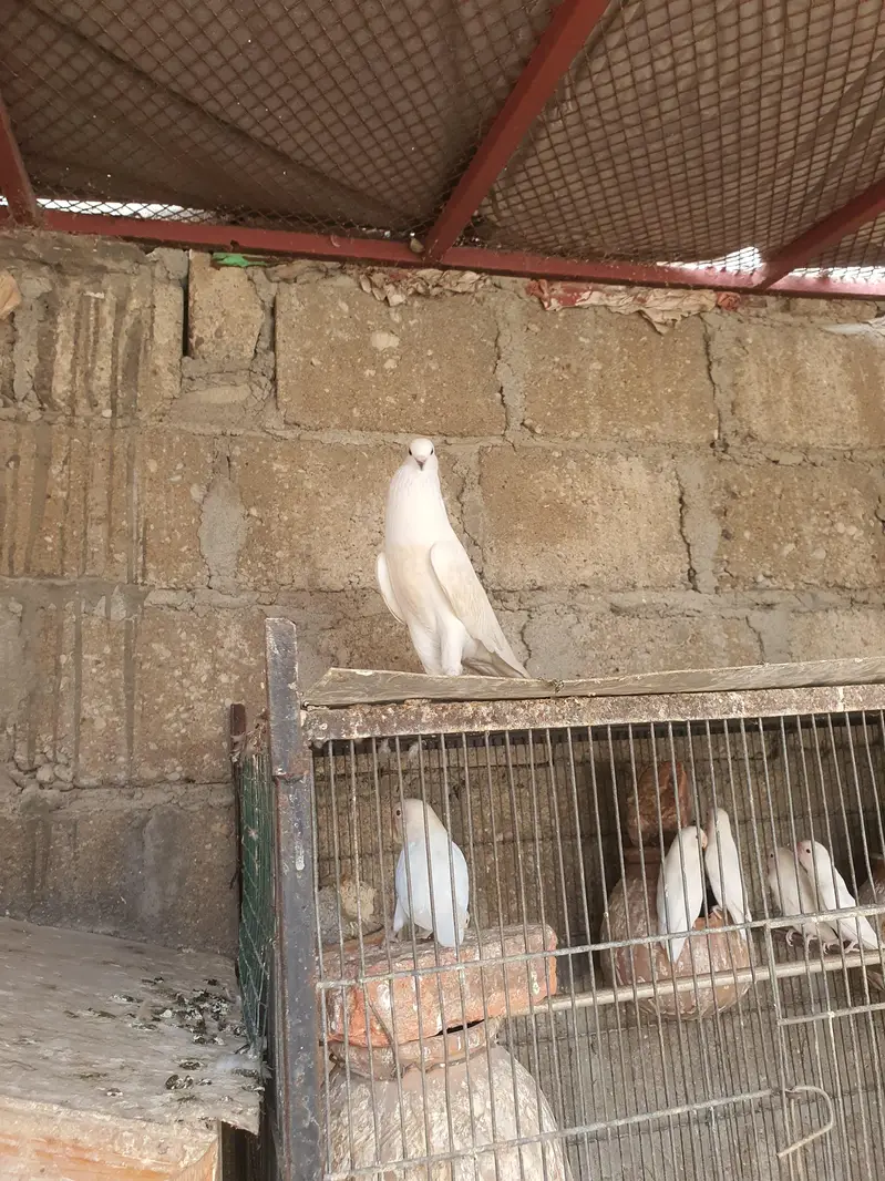 white pouter female — photo 4