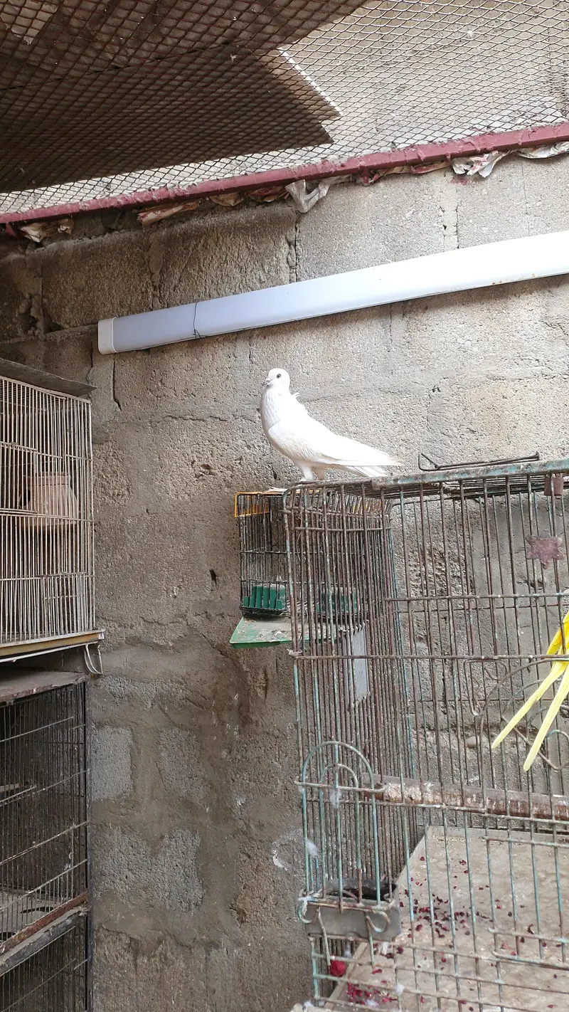 white pouter female — photo 5