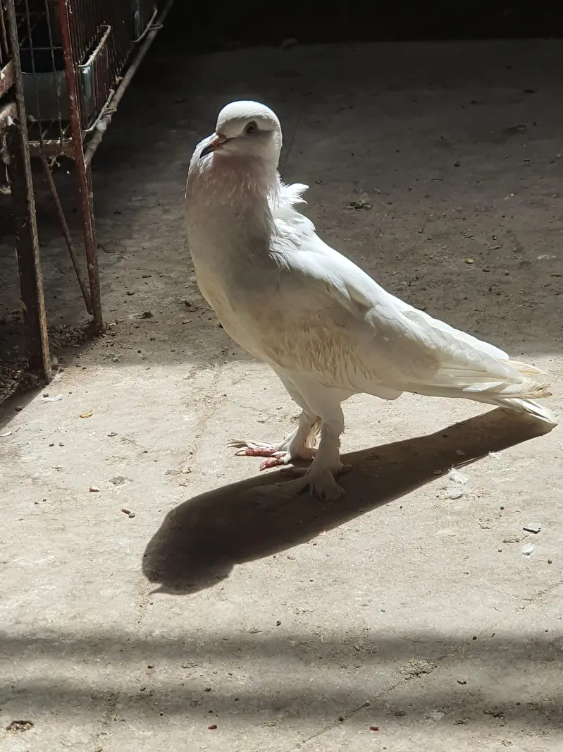 white pouter female — photo 6