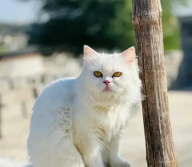 1 Year Old Female Cat for Sale — photo 2