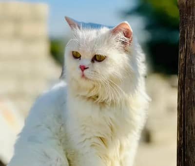 1 Year Old Female Cat for Sale