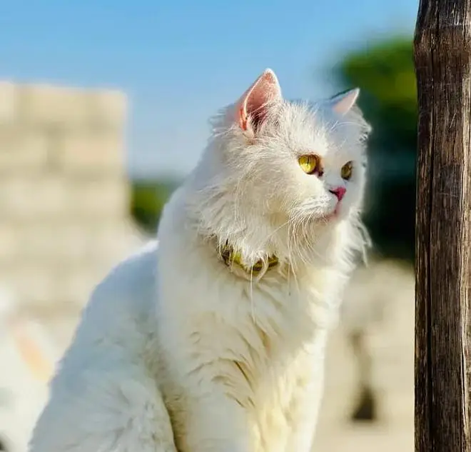 1 Year Old Female Cat for Sale — photo 3