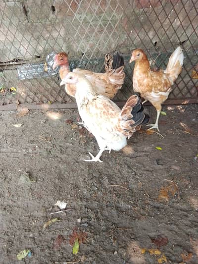 golden misri murgiya for sale
