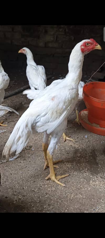 White Shamo king size German/Japanese/American