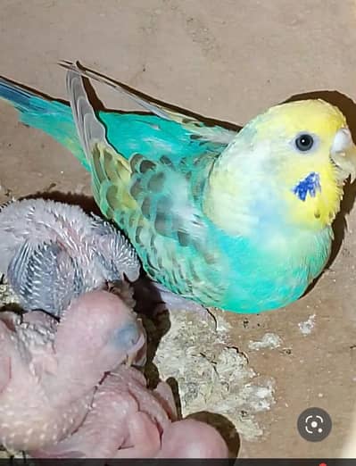 rainbow budgies under size budgies strawberry  finch