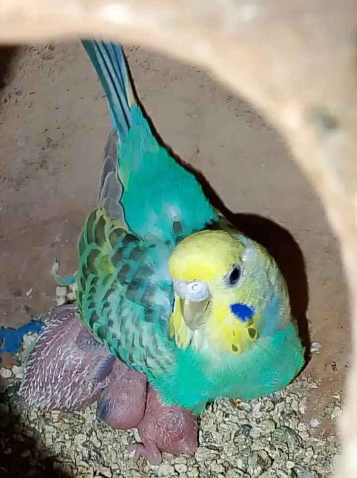 rainbow budgies under size budgies strawberry  finch — photo 2