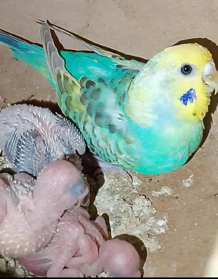 rainbow budgies under size budgies strawberry  finch — photo 3