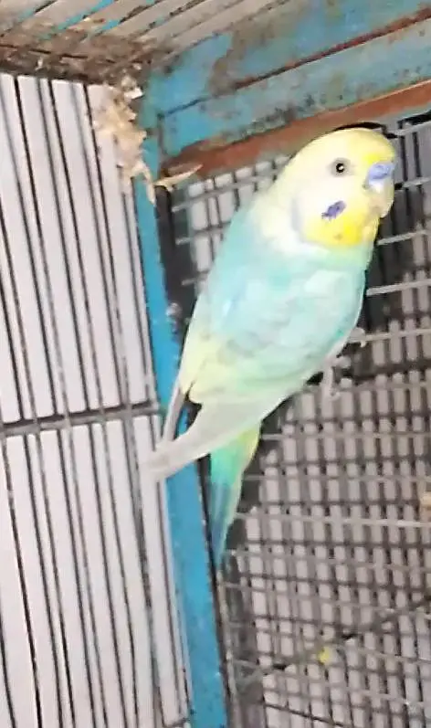 rainbow budgies under size budgies strawberry  finch — photo 4