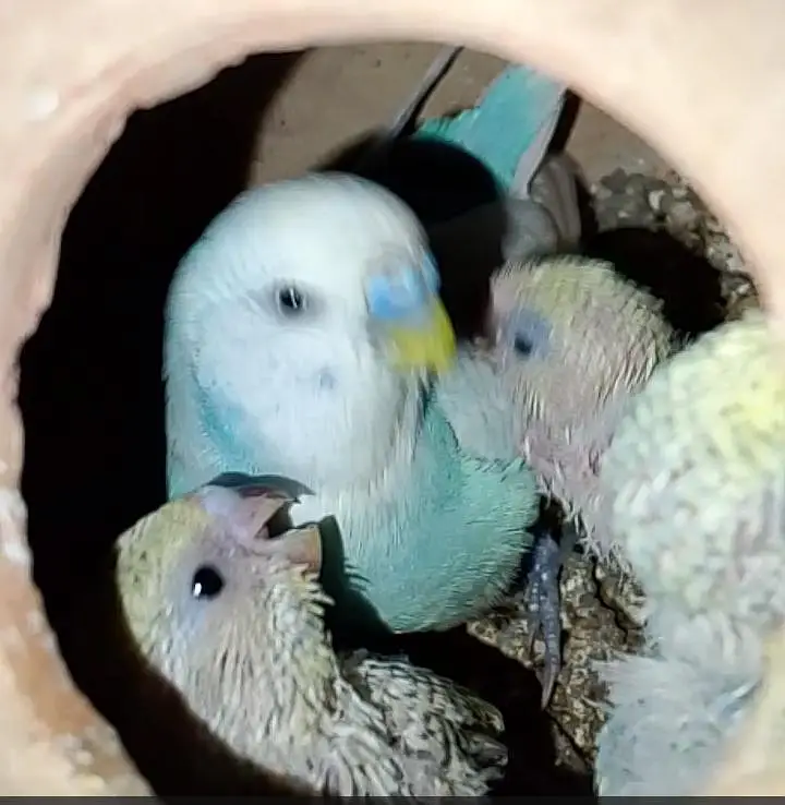 rainbow budgies under size budgies strawberry  finch — photo 5