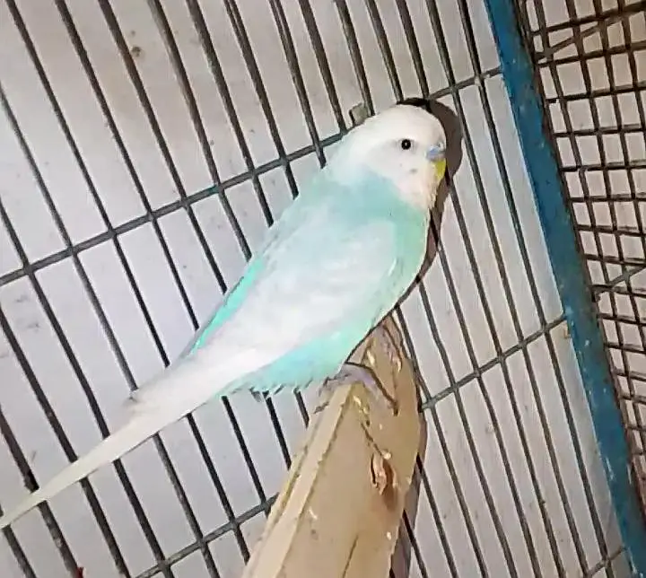 rainbow budgies under size budgies strawberry  finch — photo 6