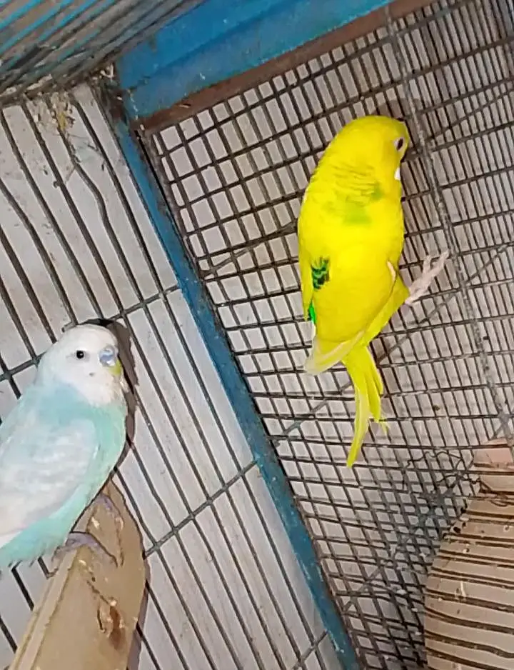rainbow budgies under size budgies strawberry  finch — photo 7