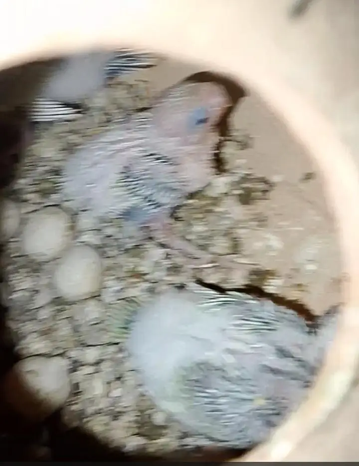 rainbow budgies under size budgies strawberry  finch — photo 8