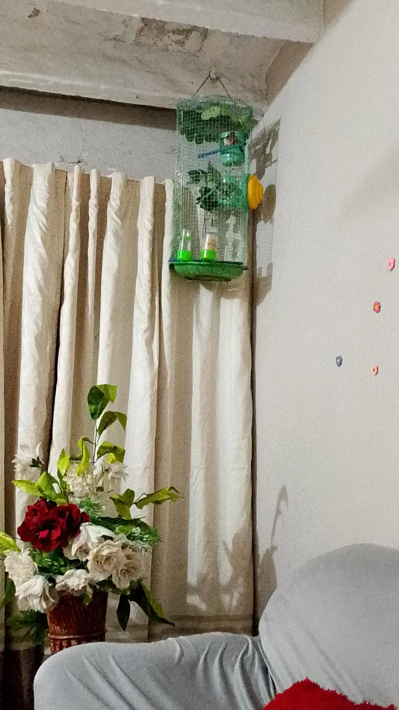 rainbow budgies under size budgies strawberry  finch — photo 9