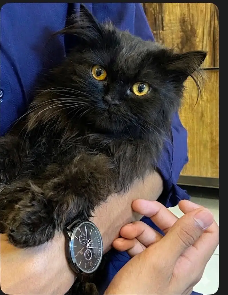Male cat up for adoption — photo 2