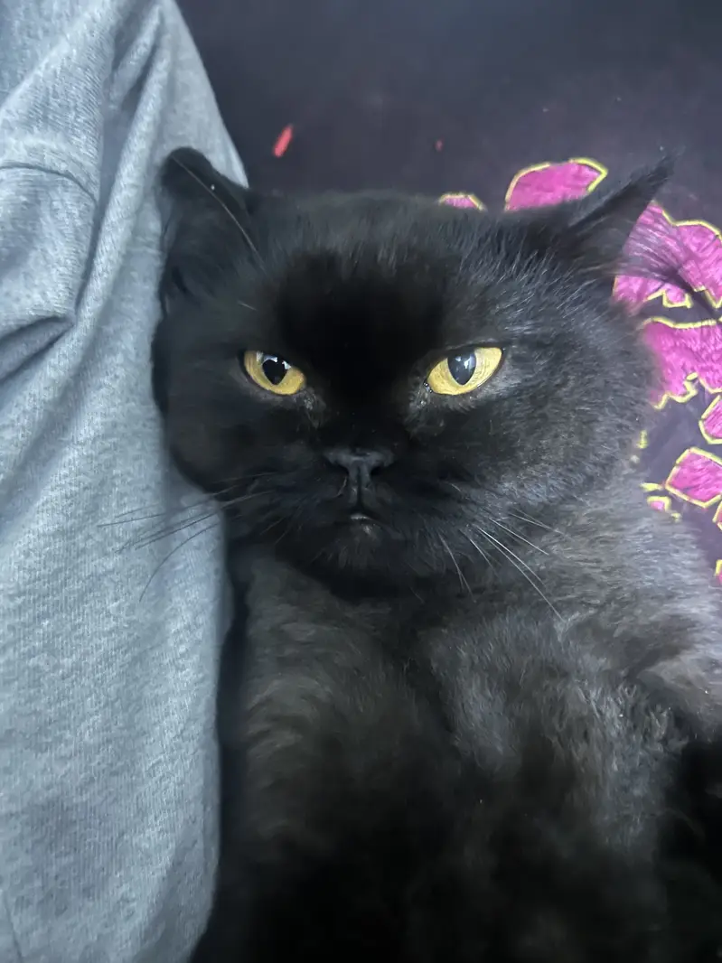 Male cat up for adoption — photo 3