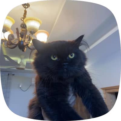 Male cat up for adoption