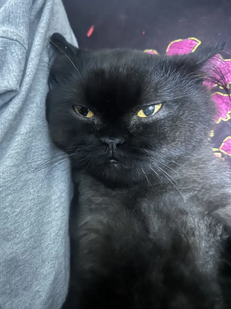 Male cat up for adoption — photo 4