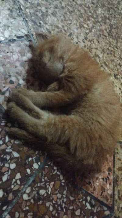 Persian kitten