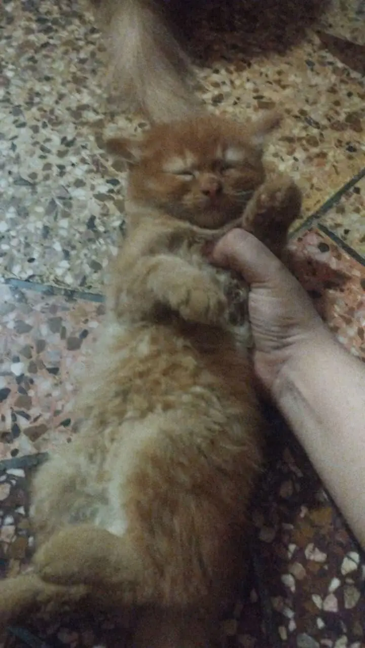 Persian kitten — photo 2