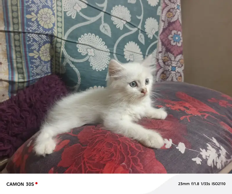 wight cats gary eyes — photo 3