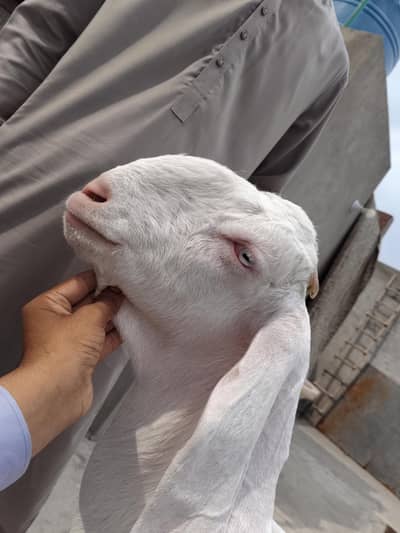 bakri for sale