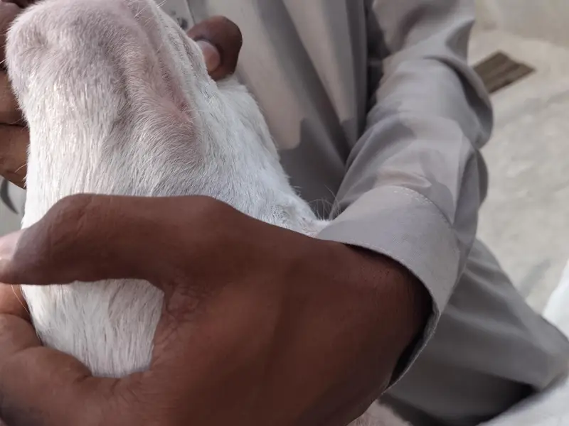 bakri for sale — photo 2