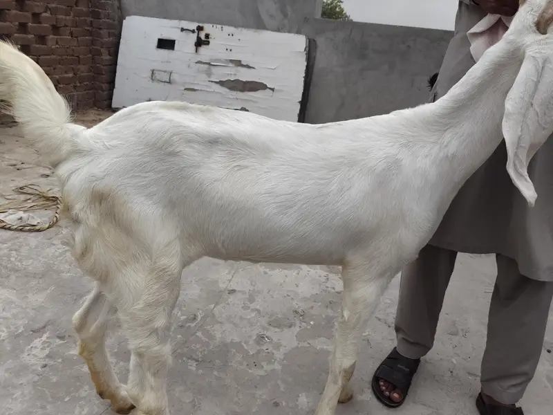 bakri for sale — photo 4