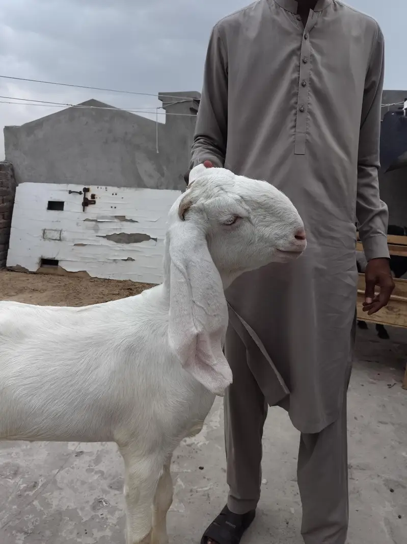 bakri for sale — photo 5