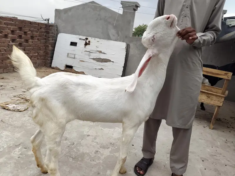 bakri for sale — photo 6