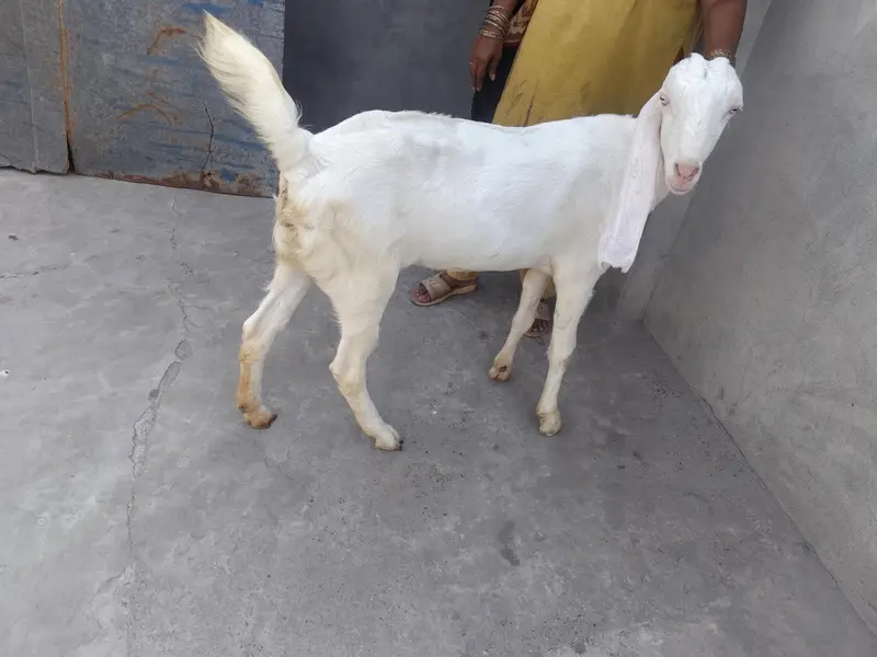 bakri for sale — photo 7