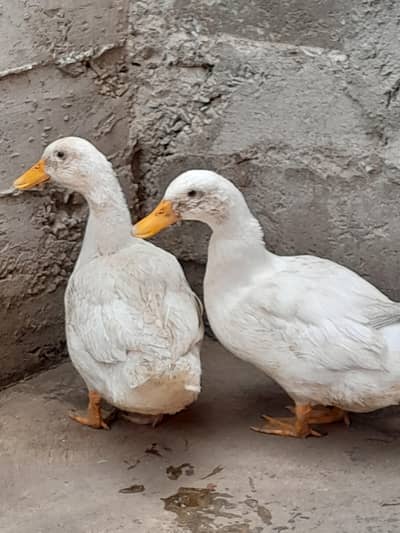 Ducks For Sale