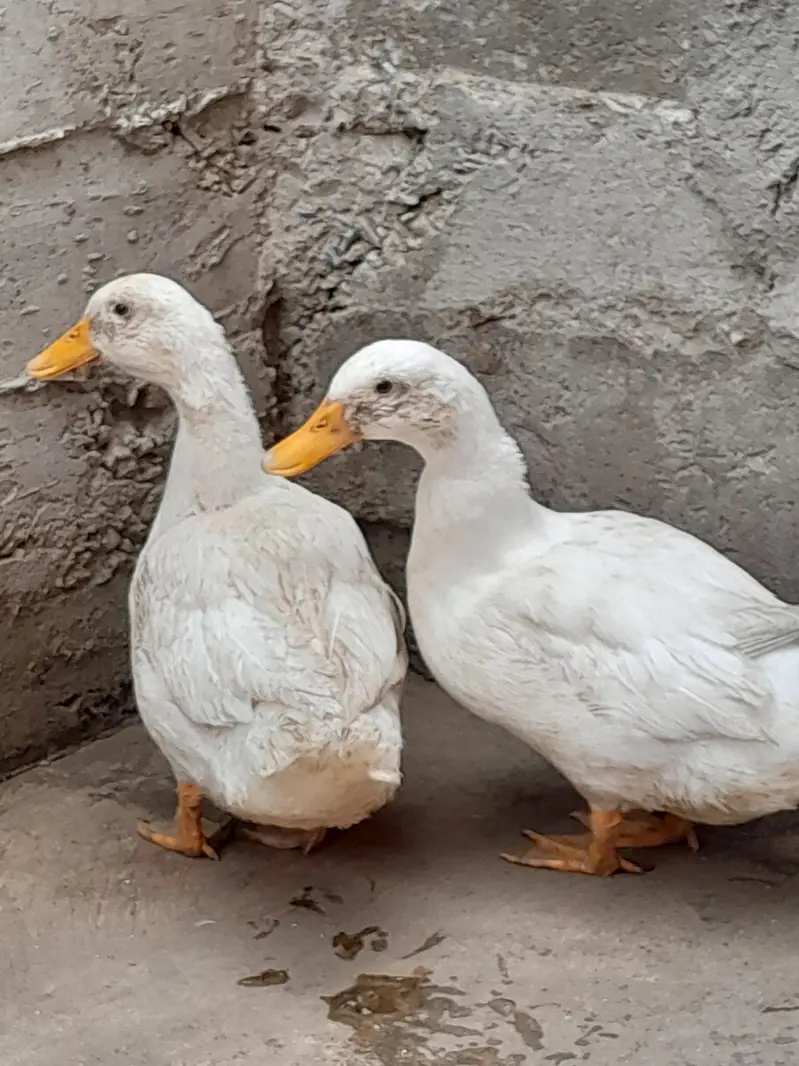 Ducks For Sale