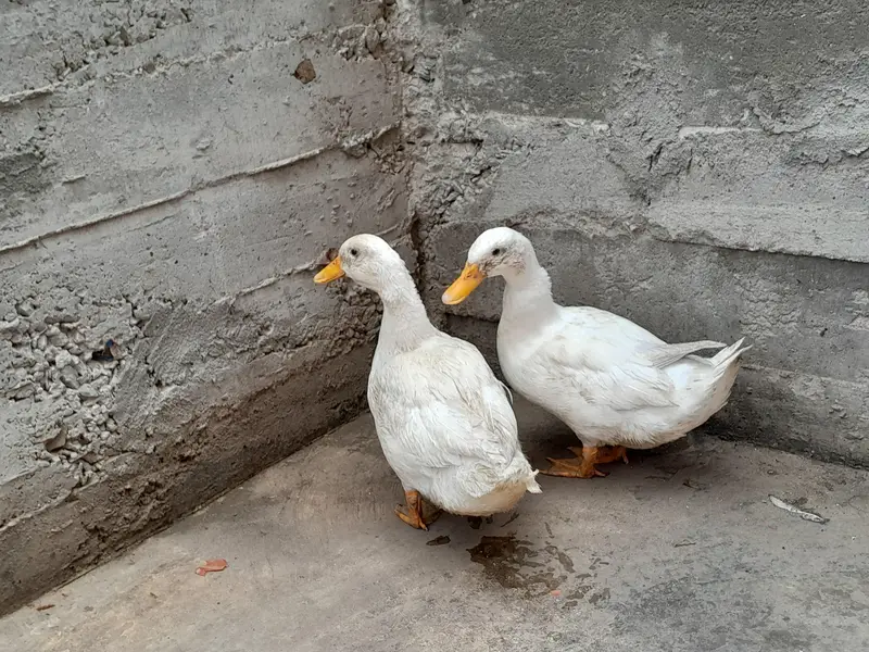 Ducks For Sale — photo 2