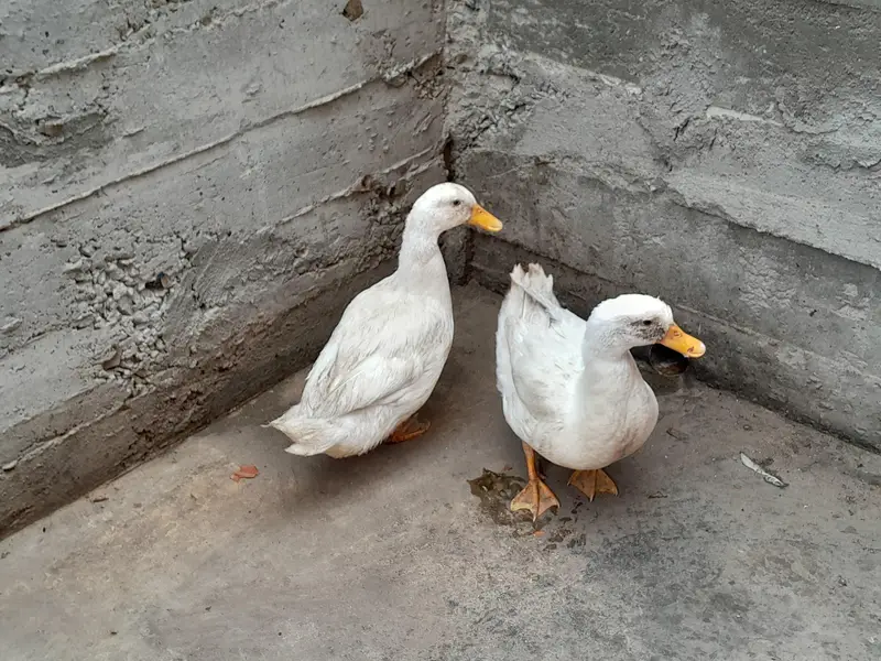 Ducks For Sale — photo 3