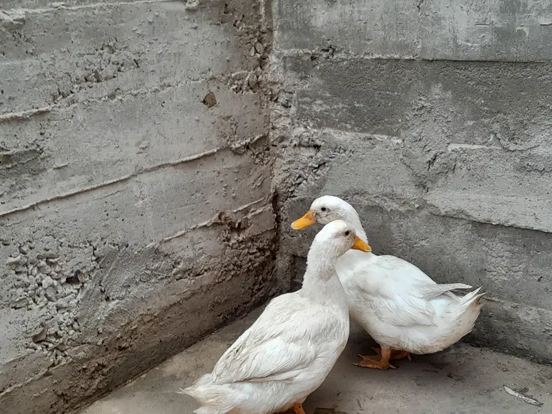 Ducks For Sale — photo 4