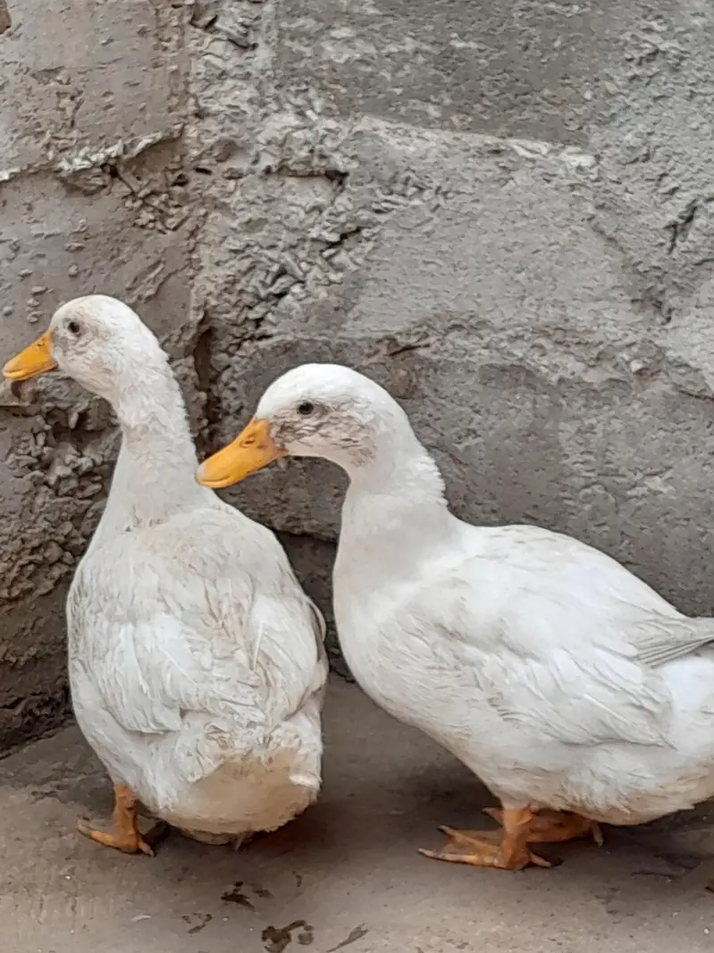 Ducks For Sale — photo 5