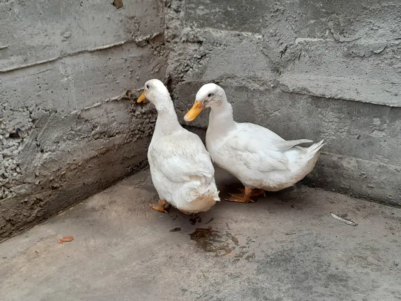 Ducks For Sale — photo 6