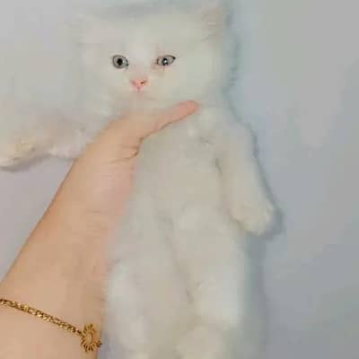 Persian Female Kitten
