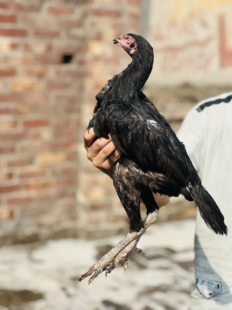 Aseel Highquality aseel mianwali — photo 7