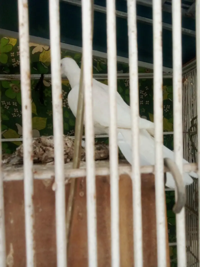 khumry for sale — photo 2