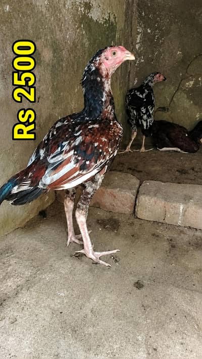 for sale all birds
