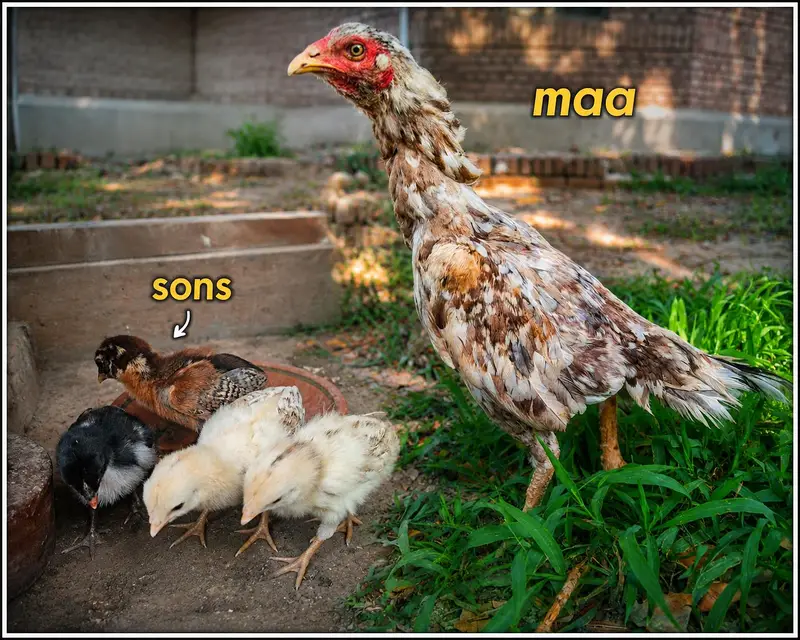 for sale all birds — photo 2