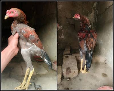 for sale all birds
