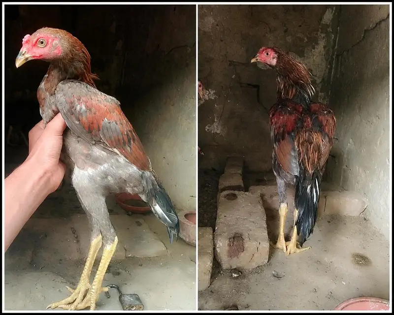 for sale all birds — photo 3