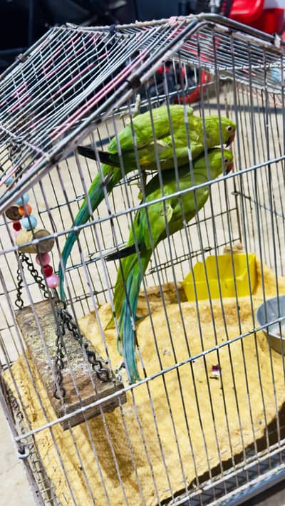 Green pair of parrot for sell with cage