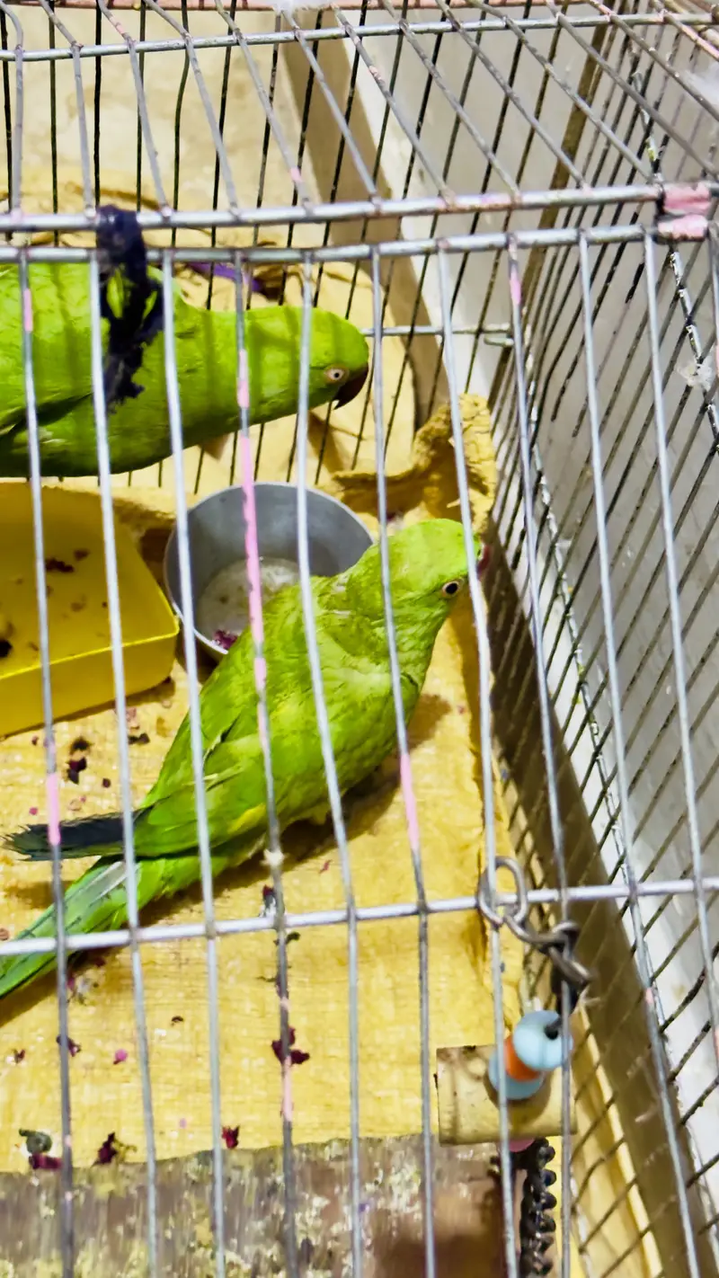 Green pair of parrot for sell with cage — photo 2