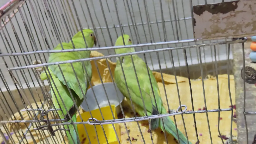 Green pair of parrot for sell with cage — photo 3